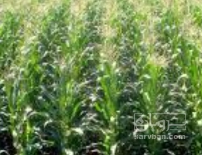 فروش چاپر ذرت - سیلاژ ذرت