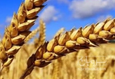فروش گندم