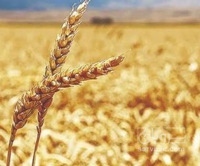 فروش گندم