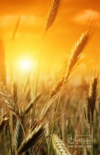 فروش گندم