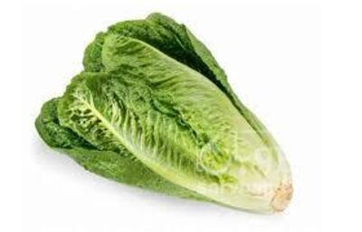 فروش کاهو ایرانی - رومانو