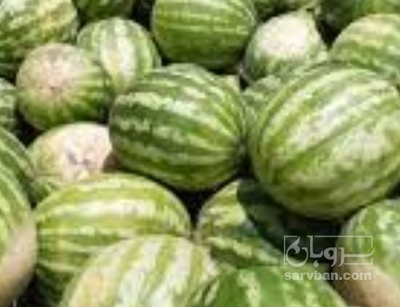 فروش هندوانه گرد