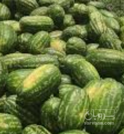 فروش هندوانه بیضی