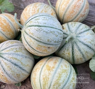 فروش خربزه شاهپسند