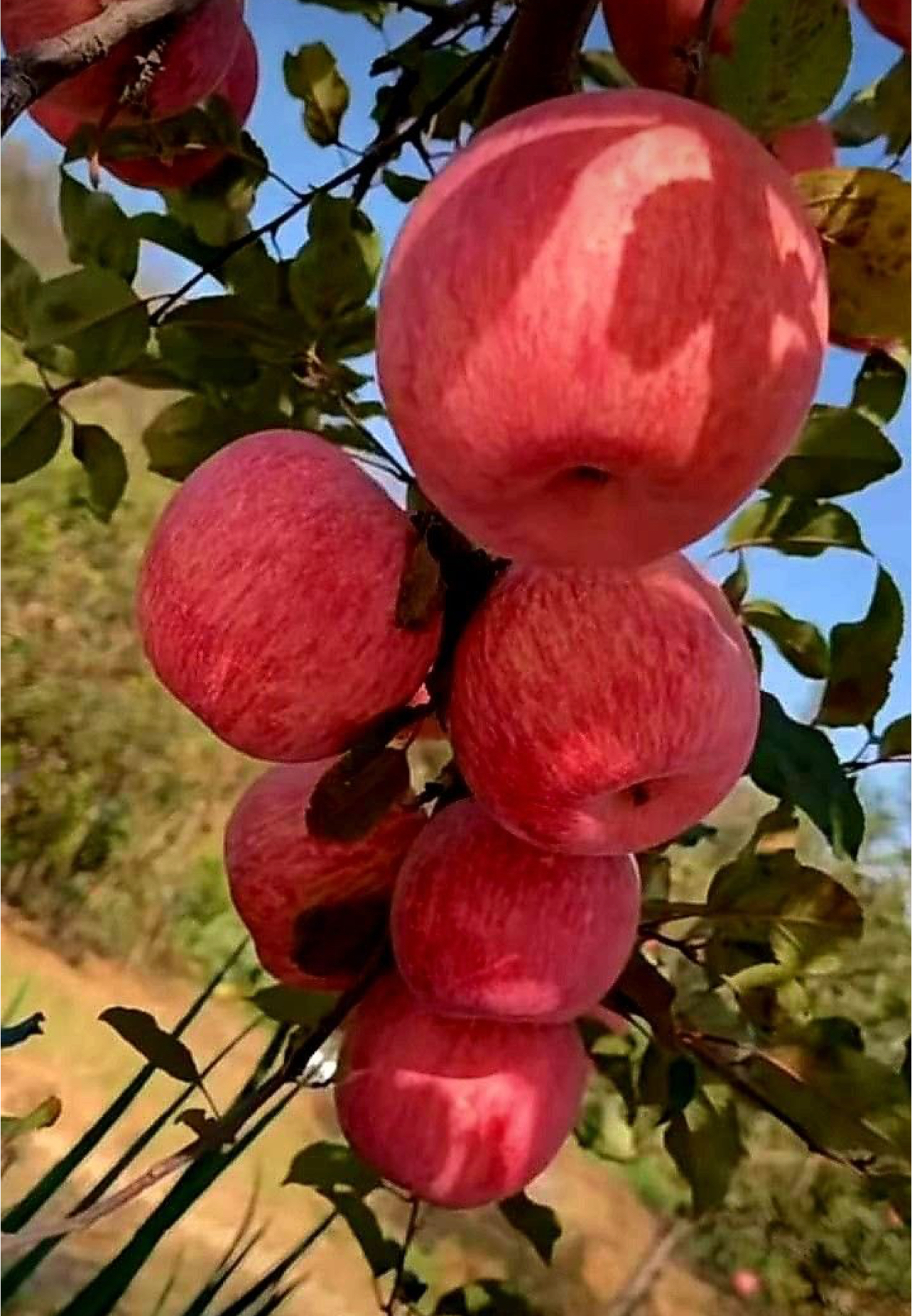 فروش سیب قرمز