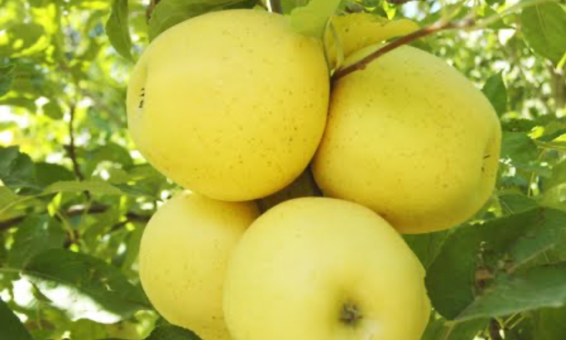 فروش سیب زرد