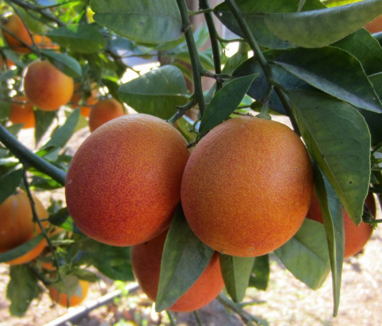 فروش پرتقال خونی