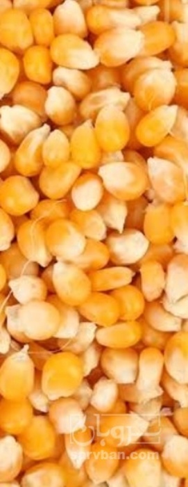 فروش ذرت بذری