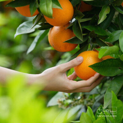 فروش پرتقال تامسون