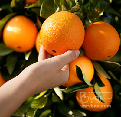 فروش پرتقال
