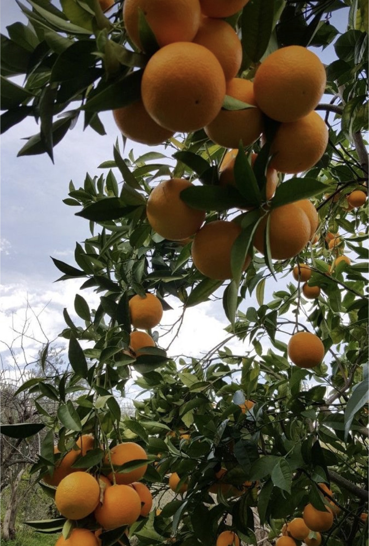 فروش پرتقال تامسون