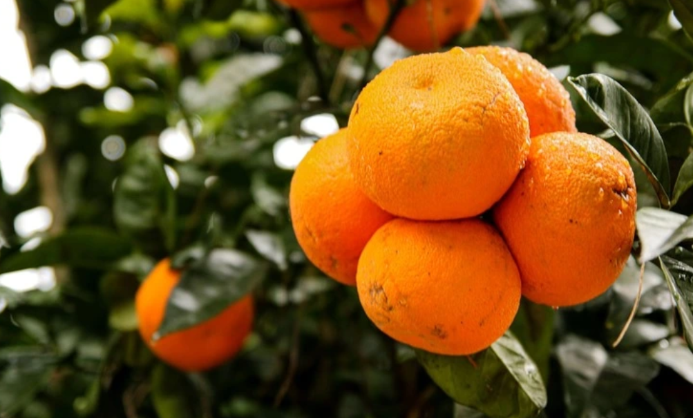 فروش نارنگی