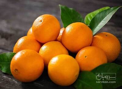 فروش پرتقال