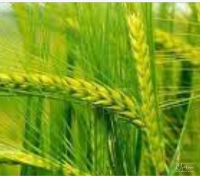 فروش گندم در سامانه سروبان فروش گندم