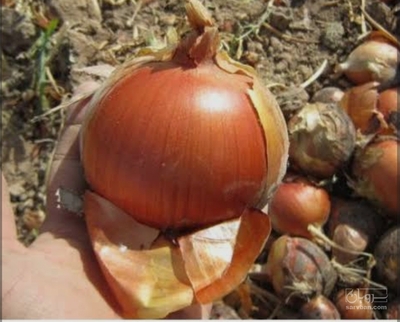 فروش پیاز ارغوانی در سامانه سروبان فروش پیاز ارغوانی