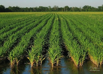 فروش شالی برنج طارم هاشمی