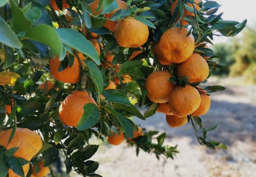 فروش نارنگی محلی