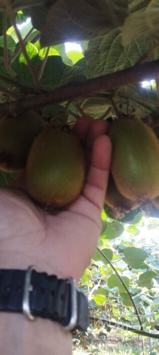 فروش کیوی در سامانه سروبان فروش کیوی