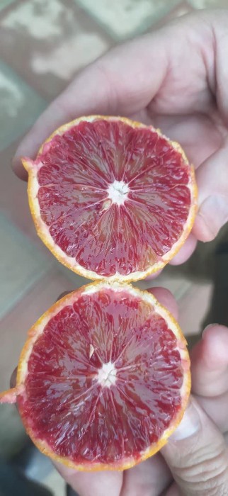 فروش پرتقال