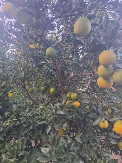 فروش پرتقال