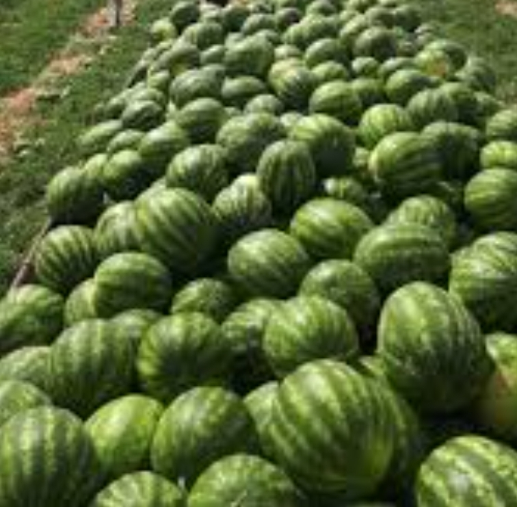 فروش هندوانه گردخطی