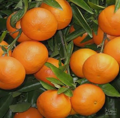 فروش نارنگی پاکستانی