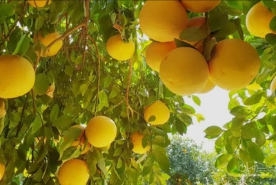 فروش گریپ فوروت