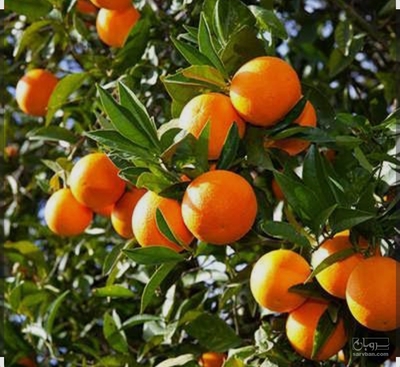فروش پرتقال