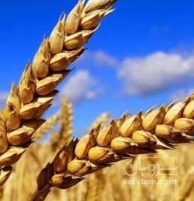 فروش گندم