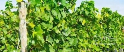 فروش انگور