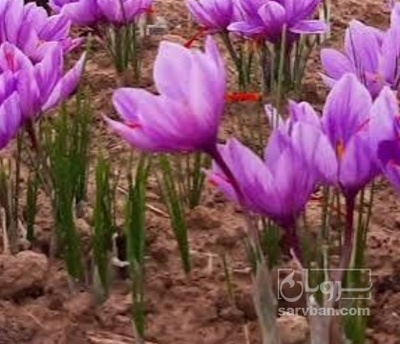 فروش زعفران (گیاه‌ دارویی)