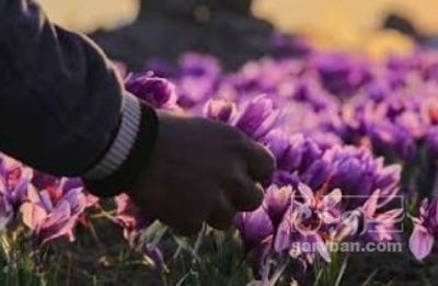 فروش زعفران (گیاه‌ دارویی)