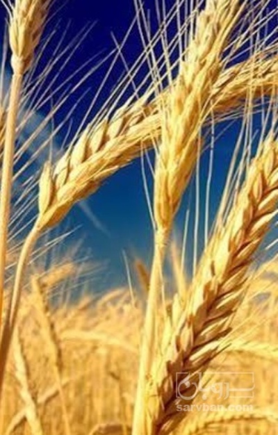 فروش گندم