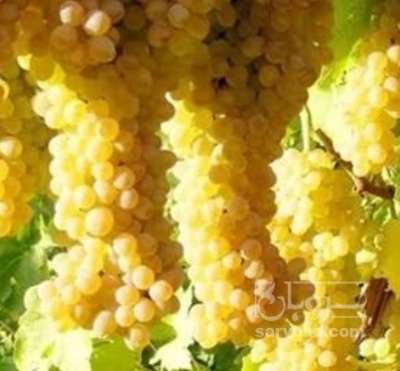 فروش انگور