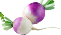 فروش شلغم