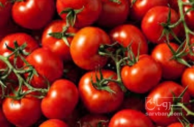 فروش گوجه فرنگی