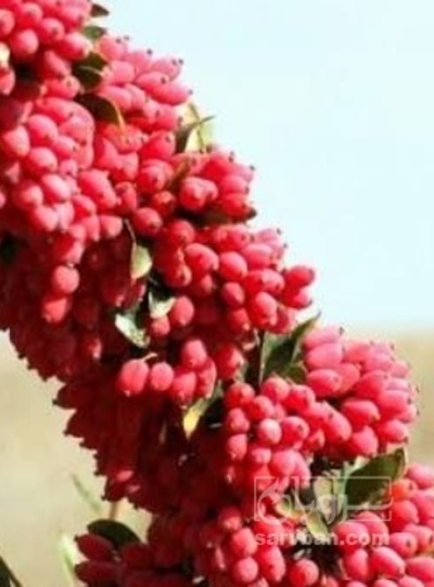 فروش زرشک خوشه