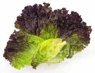 فروش کاهو فرانسوی