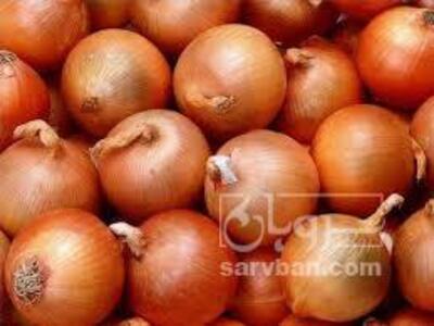 فروش پیاز