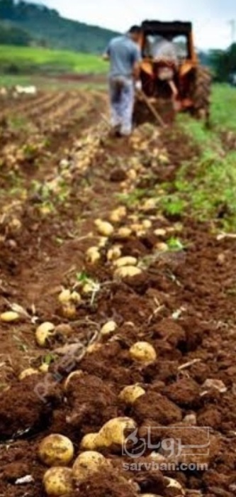 فروش سیب زمینی اگریا