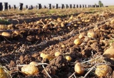 فروش سیب زمینی کارلیا