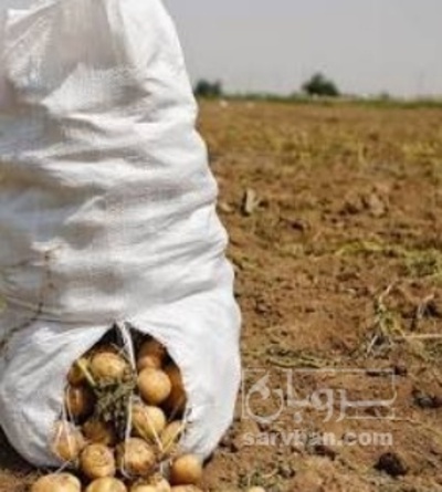فروش سیب زمینی جلی