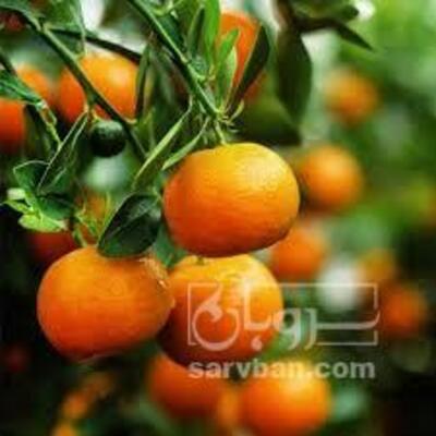 فروش نارنگی