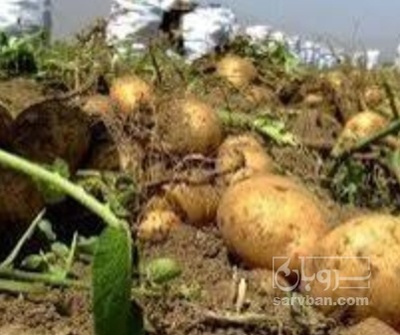 فروش سیب زمینی بامبا