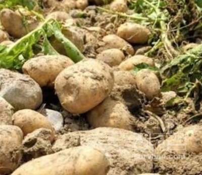 فروش سیب زمینی اگریا