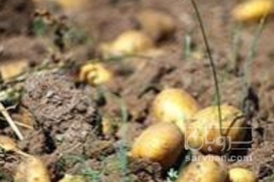 فروش سیب زمینی بامبا