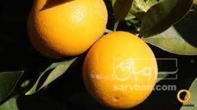 فروش پرتقال محلی
