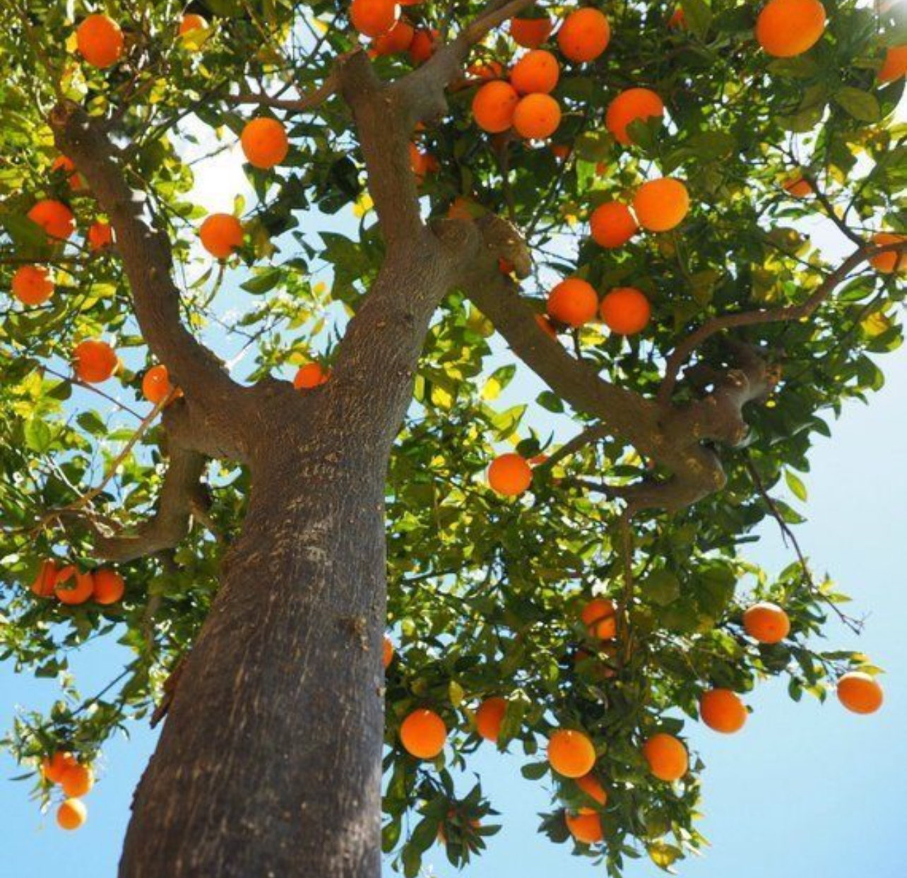 فروش پرتقال تامسون