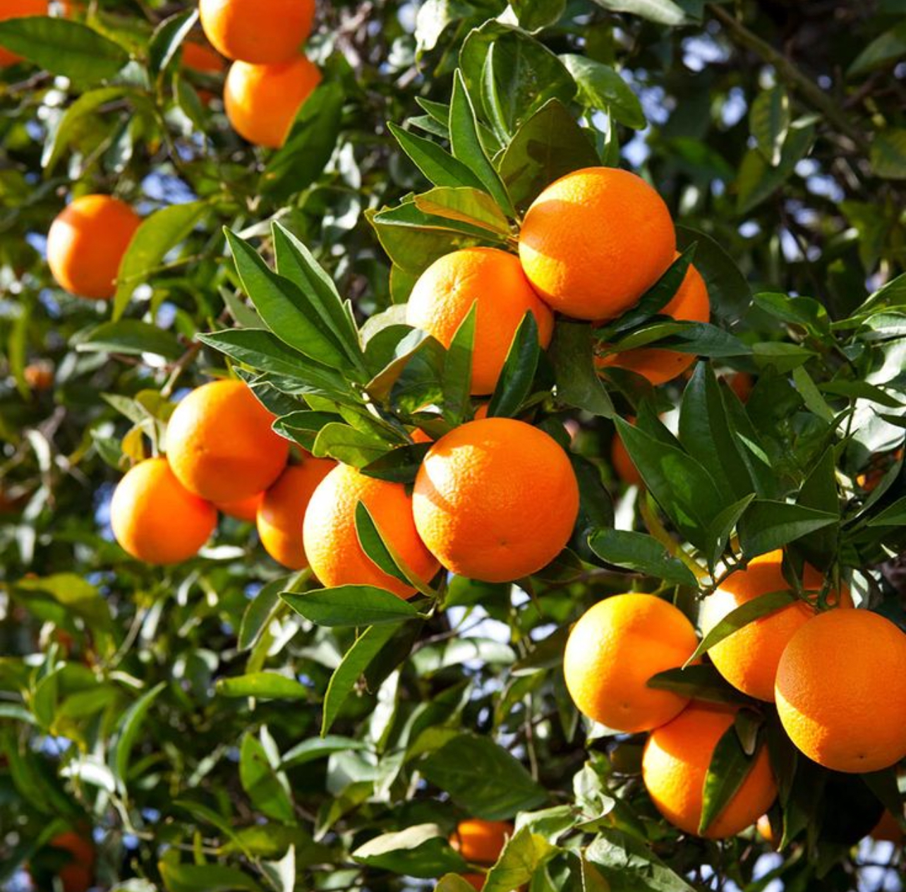 فروش پرتقال تامسون