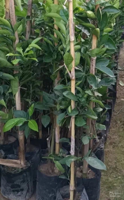 فروش نهال پرتقال